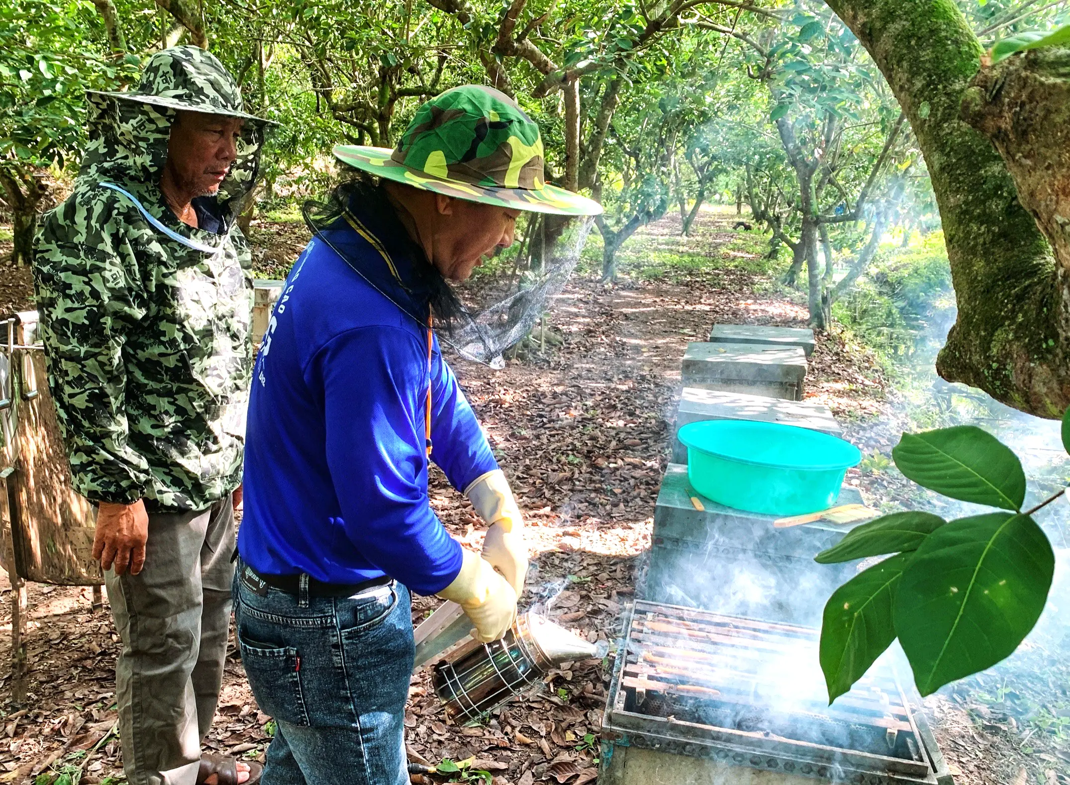 Trải nghiệm thu hoạch mật ong cồn Sơn